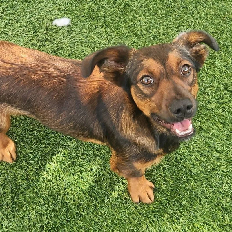 A young small-sized male Dachshund (Miniature Long Haired) dog named Oliver for adoption in Cleveland, TN