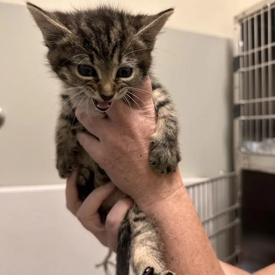 A baby small-sized female Brown / Chocolate Domestic Short Hair cat named Starfish for adoption in Wilmington, DE