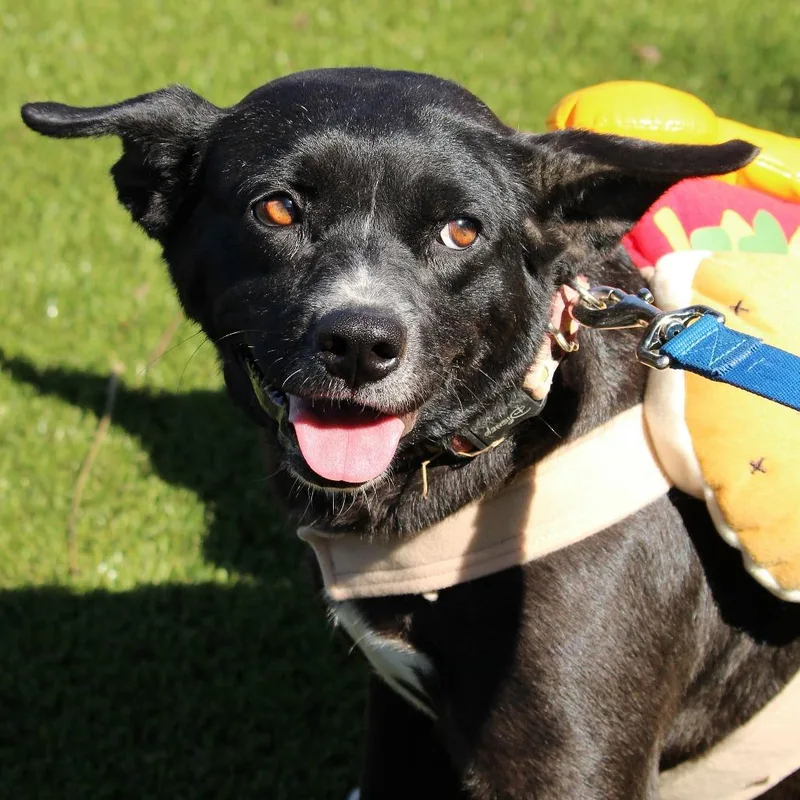 An adult medium-sized female Black Mixed Breed dog named Rabbit for adoption in Huntsville, AL