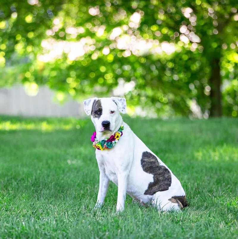 A young medium-sized female Terrier dog named Liberty for adoption in Coatesville, PA