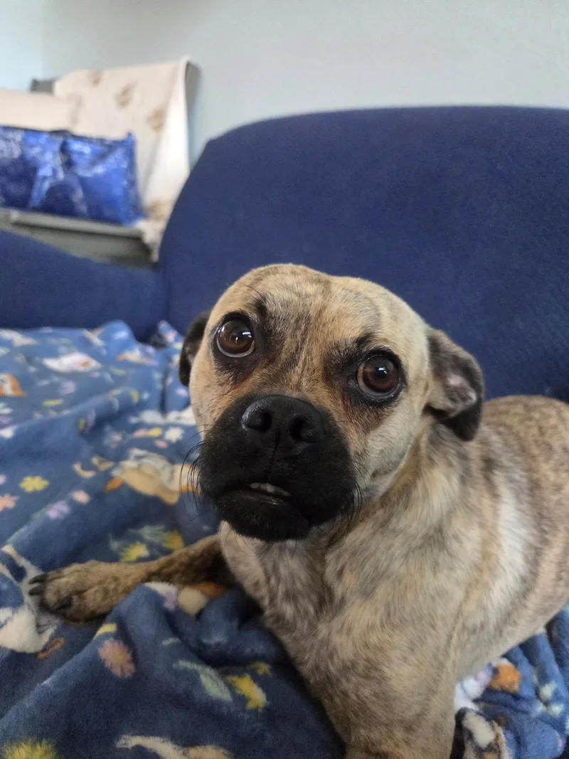 A young medium-sized male Pug dog named Kyle Gru for adoption in Phoenix, AZ