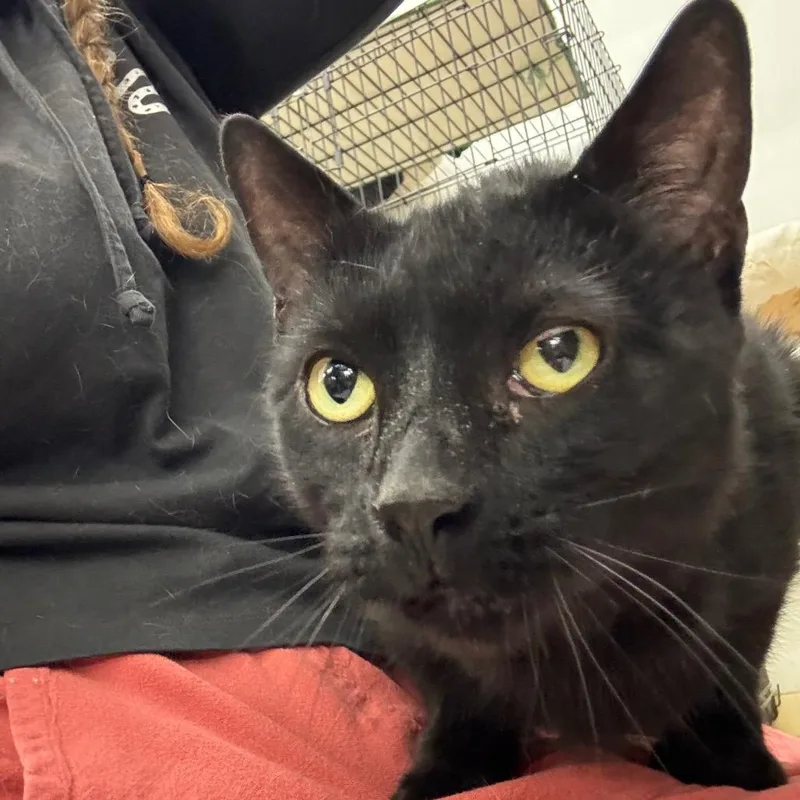 An adult large-sized male Black Domestic Short Hair cat named Booters for adoption in Hamburg, NY