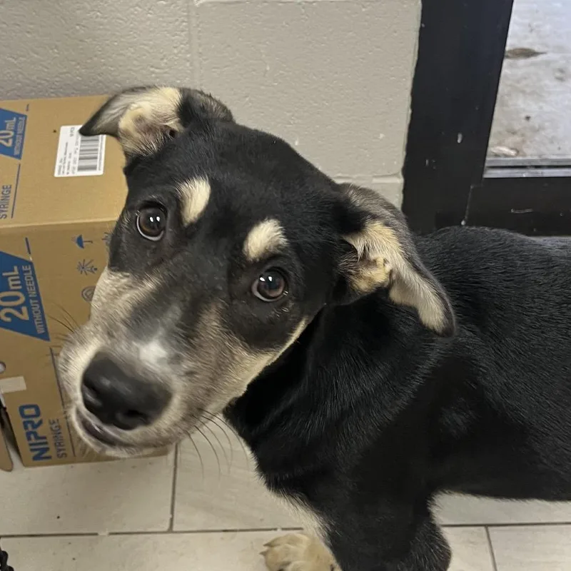 A baby medium-sized female Black Mixed Breed dog named Jules for adoption in Lufkin, TX
