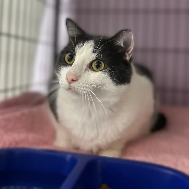 An adult large-sized male Domestic Short Hair cat named Noodle for adoption in Davenport, IA