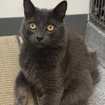 A young medium-sized male Gray / Blue / Silver Domestic Medium Hair cat named Zephyr for adoption in Tinley Park, IL