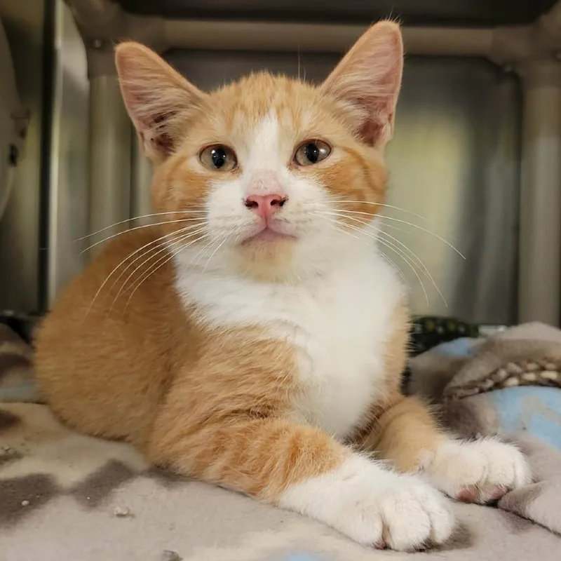 A baby small-sized male Orange / Red Domestic Short Hair cat named Calvin for adoption in Columbia, MO