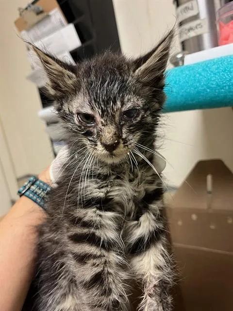 A baby small-sized male Domestic Short Hair cat named Donnie for adoption in Riverside, CA