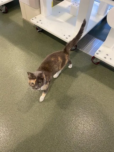 An adult medium-sized female Dilute Calico cat named Lucy A for adoption in Plano, TX
