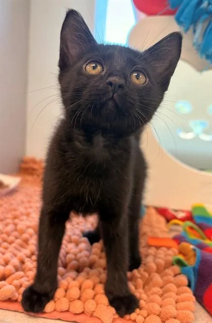 A baby small-sized female Domestic Short Hair cat named Prue for adoption in Leesburg, VA