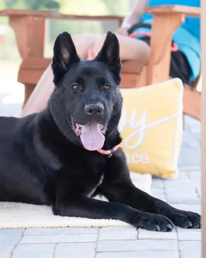 An adult medium-sized female Mixed Breed dog named Tango for adoption in Atlanta, GA