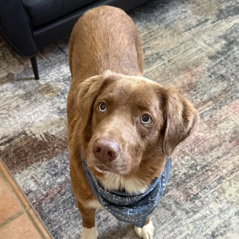 A young medium-sized male Brown / Chocolate Chocolate Labrador Retriever dog named Newman for adoption in New Canaan, CT