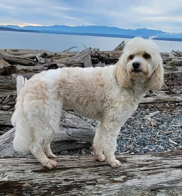 An adult small-sized female Yellow / Tan / Blond / Fawn Miniature Poodle dog named Penny for adoption in Silvana, WA