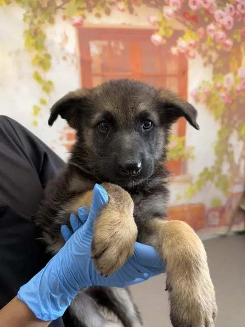 A baby small-sized female German Shepherd Dog dog named Helen for adoption in San Bernardino, CA
