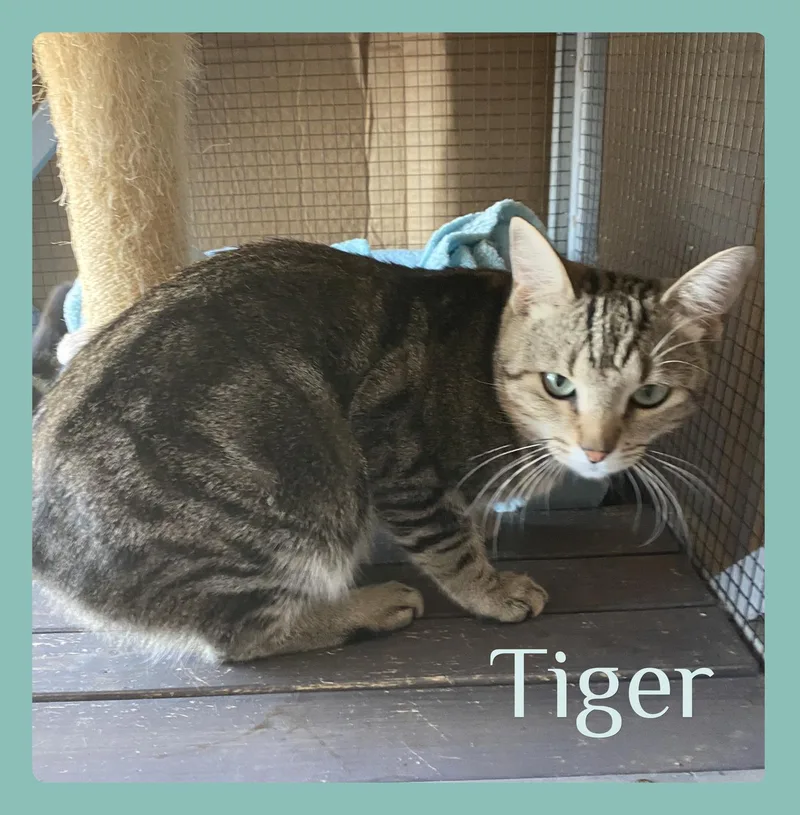A young medium-sized male Tabby cat named Tiger for adoption in Lawton, OK