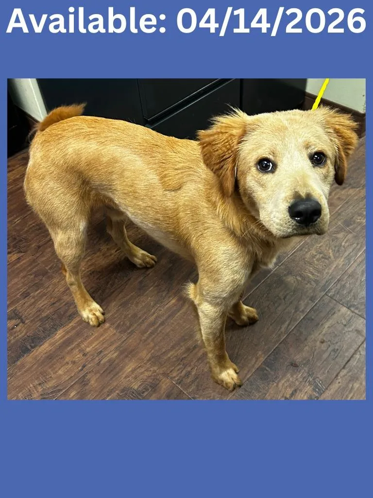 A baby medium-sized male English Setter dog named Dog Kennel Bubby for adoption in Greenville, TX