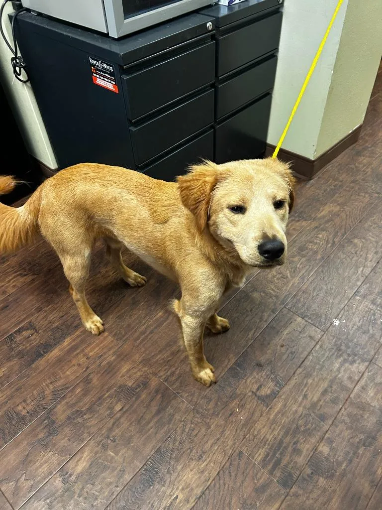 Dog Kennel  Bubby thumbnail 2