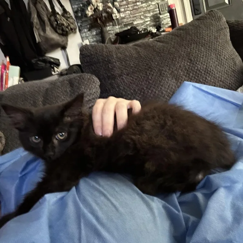 A baby small-sized male Black Domestic Long Hair cat named Obsidian for adoption in Oakton, VA