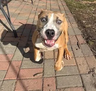 Dakota Fka Oda thumbnail 2