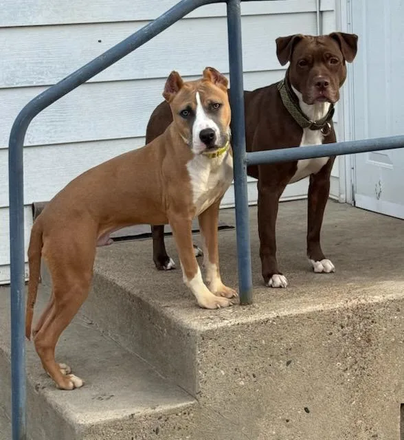 Dakota Fka Oda thumbnail 4