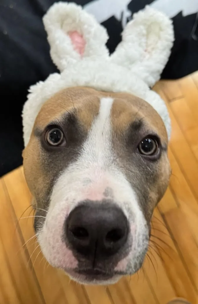 Dakota Fka Oda thumbnail 5