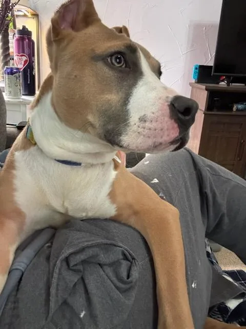 Dakota Fka Oda thumbnail 6