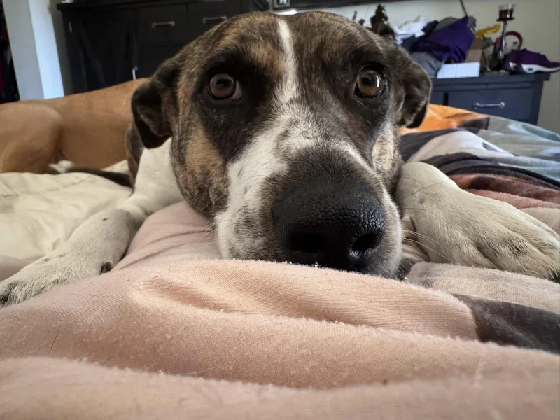 An adult large-sized female Pit Bull Terrier dog named Urgent Tootsie Roll for adoption in Anza, CA