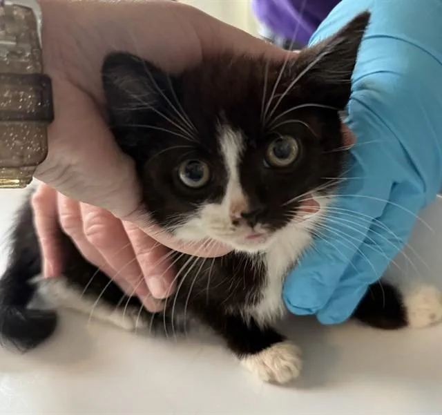A young small-sized male Domestic Short Hair cat named Spaghetti for adoption in Haw River, NC
