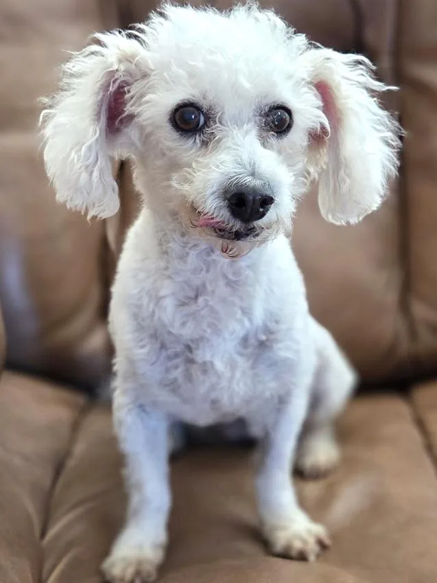 A senior small-sized female White / Cream Miniature Poodle dog named Sasha for adoption in Agua Dulce, CA