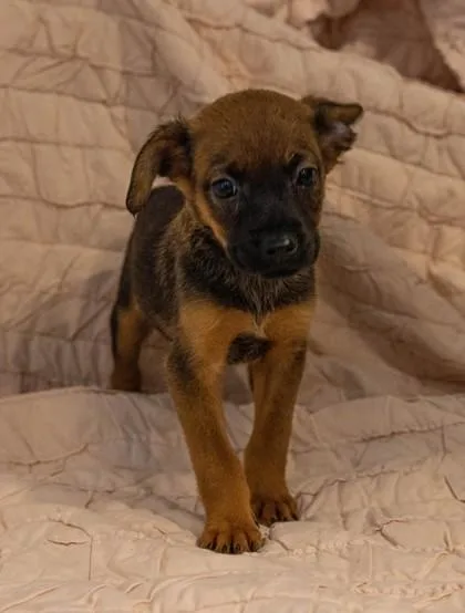 A baby small-sized female Mixed Breed dog named Milkshake for adoption in West Chester, PA