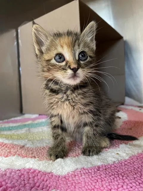 A baby small-sized female Domestic Short Hair cat named Ennie for adoption in Sugar Land, TX
