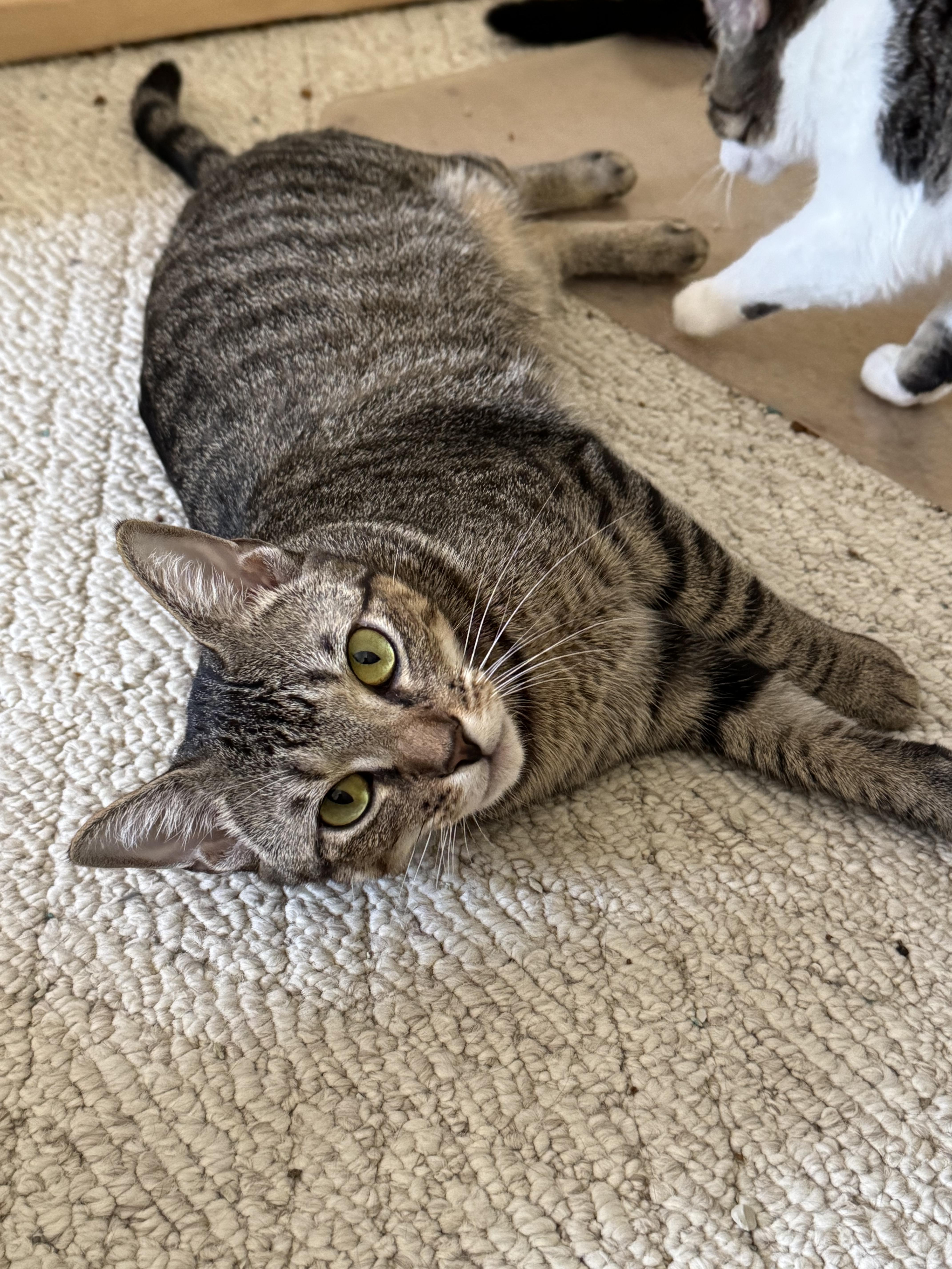 An adult medium-sized female Domestic Short Hair cat named Cleopatra for adoption in Randolph, AL