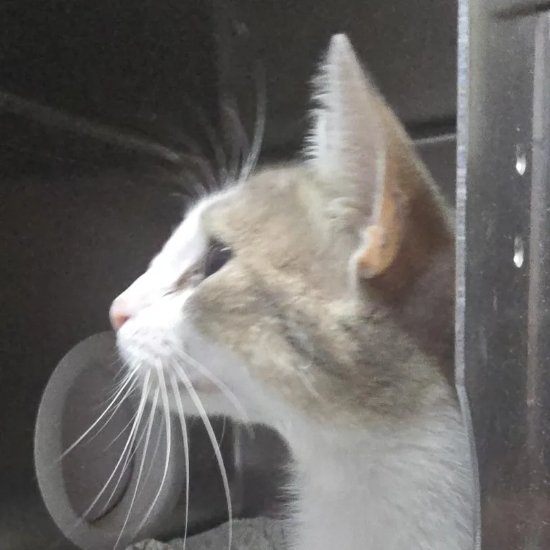 A young medium-sized female White Domestic Short Hair cat named Avery for adoption in Yanceyville, NC