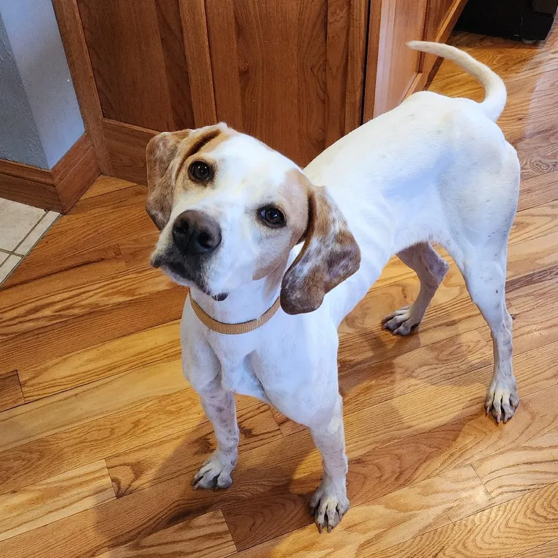 An adult medium-sized female White / Cream English Pointer dog named Dottie for adoption in Monticello, IA