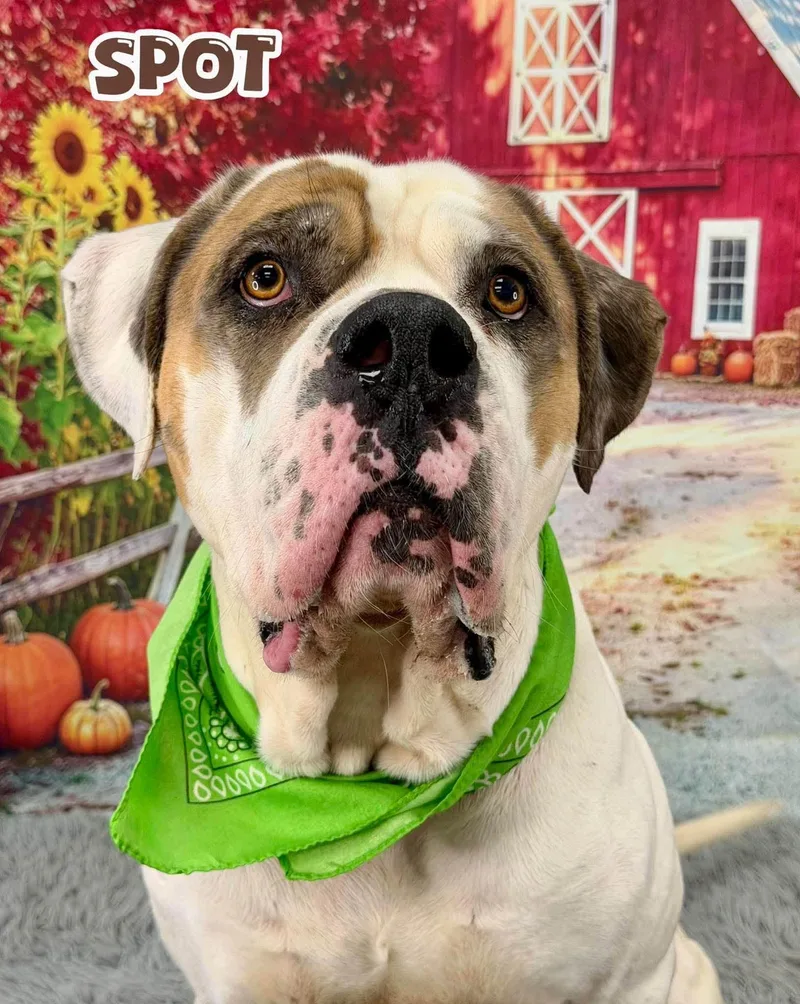An adult large-sized male White / Cream Mixed Breed dog named Spot for adoption in Flint, MI
