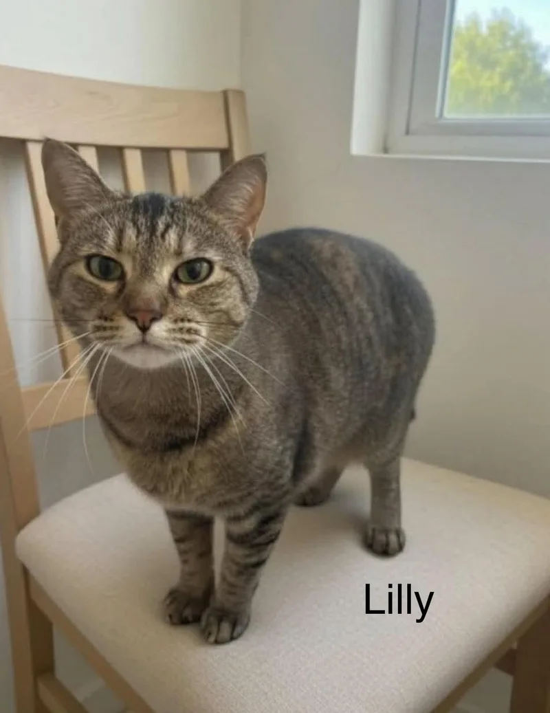 An adult medium-sized female Torbie cat named Lilly for adoption in Warr Acres, OK