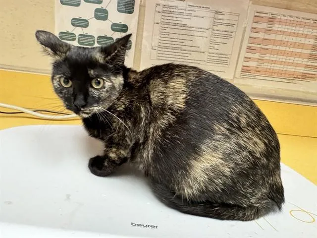 A baby small-sized female Domestic Short Hair cat named Umbreon for adoption in Colorado Springs, CO