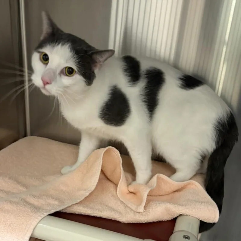 An adult medium-sized male Domestic Short Hair cat named Wolfy for adoption in Derwood, MD
