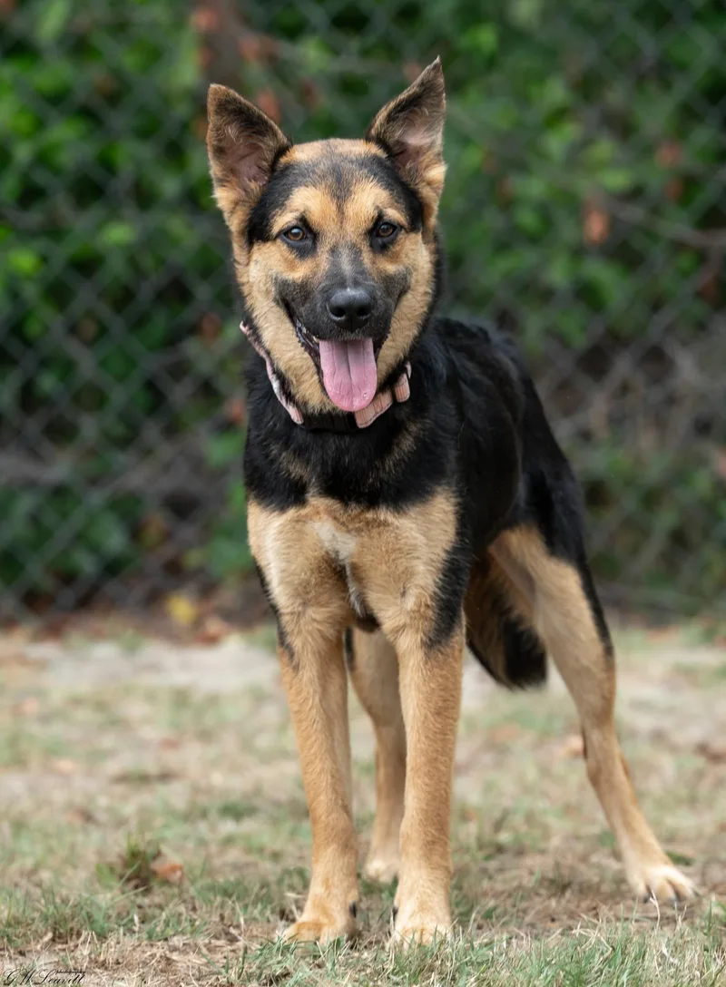 A young medium-sized female Black Mixed Breed dog named Cricket for adoption in BONIFAY, FL