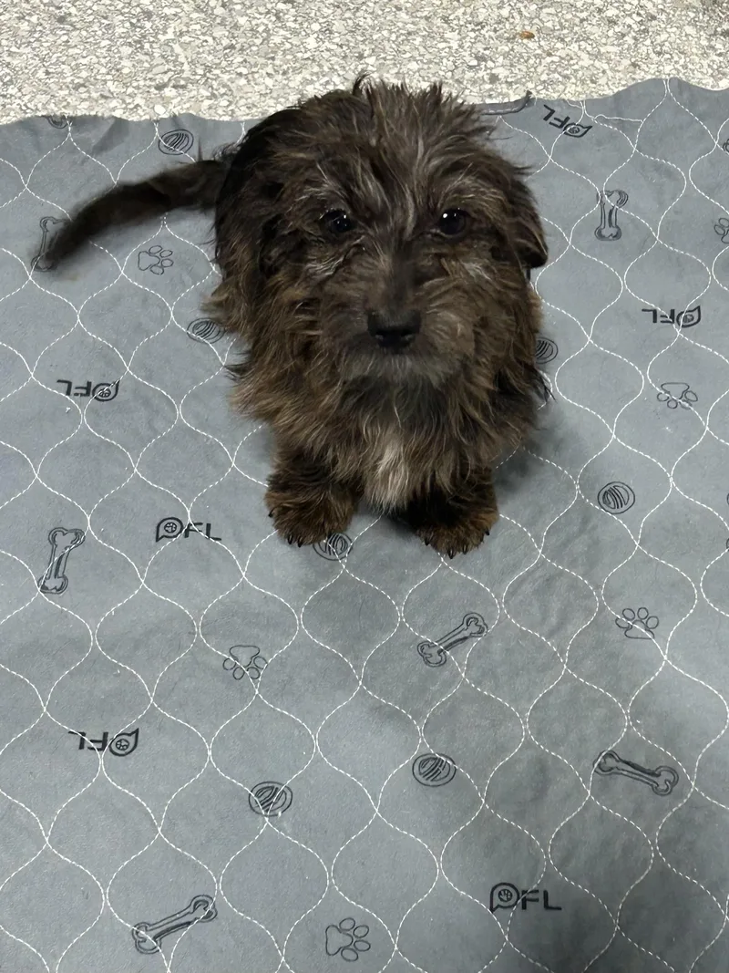 Dorkie. . Lbs thumbnail 2