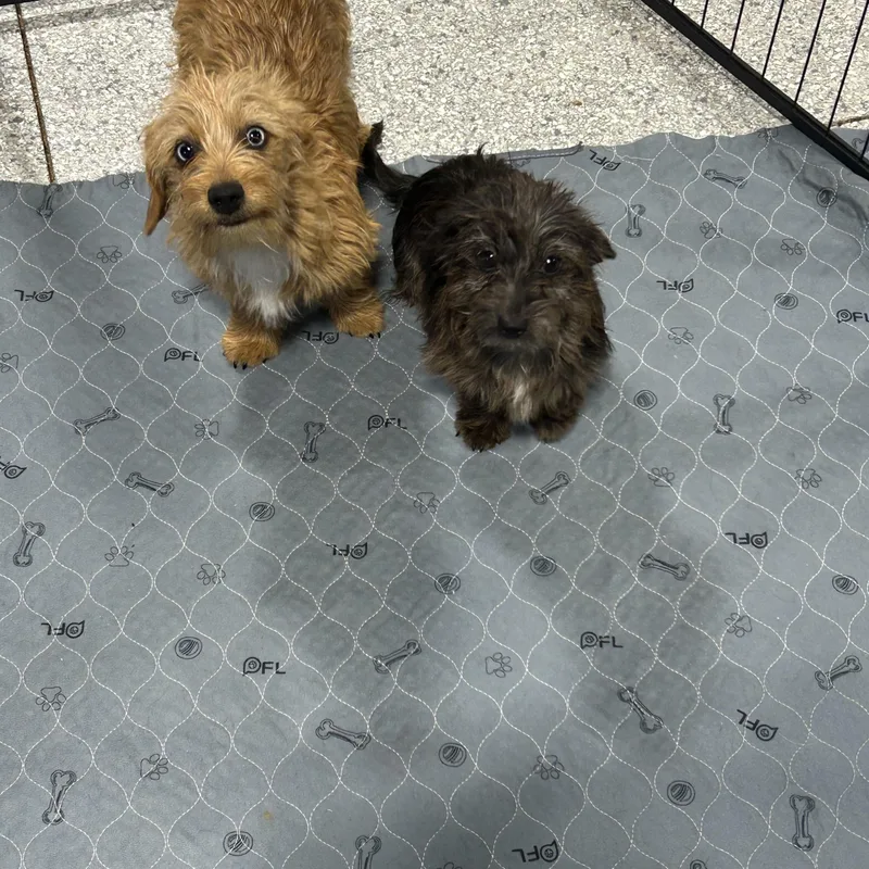 Dorkie. . Lbs thumbnail 3