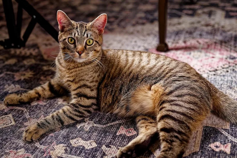 Elphieand Fiyerosponsored thumbnail 2