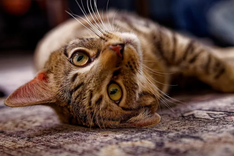 Elphieand Fiyerosponsored thumbnail 3