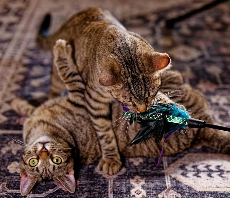 Elphieand Fiyerosponsored