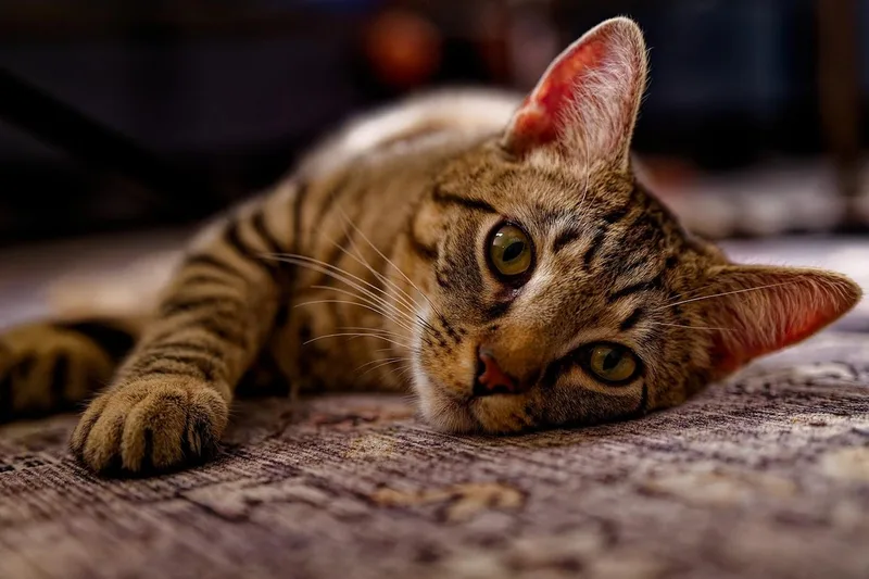 Elphieand Fiyerosponsored thumbnail 5