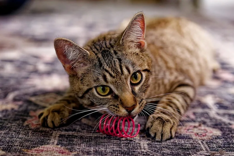 Elphieand Fiyerosponsored thumbnail 6