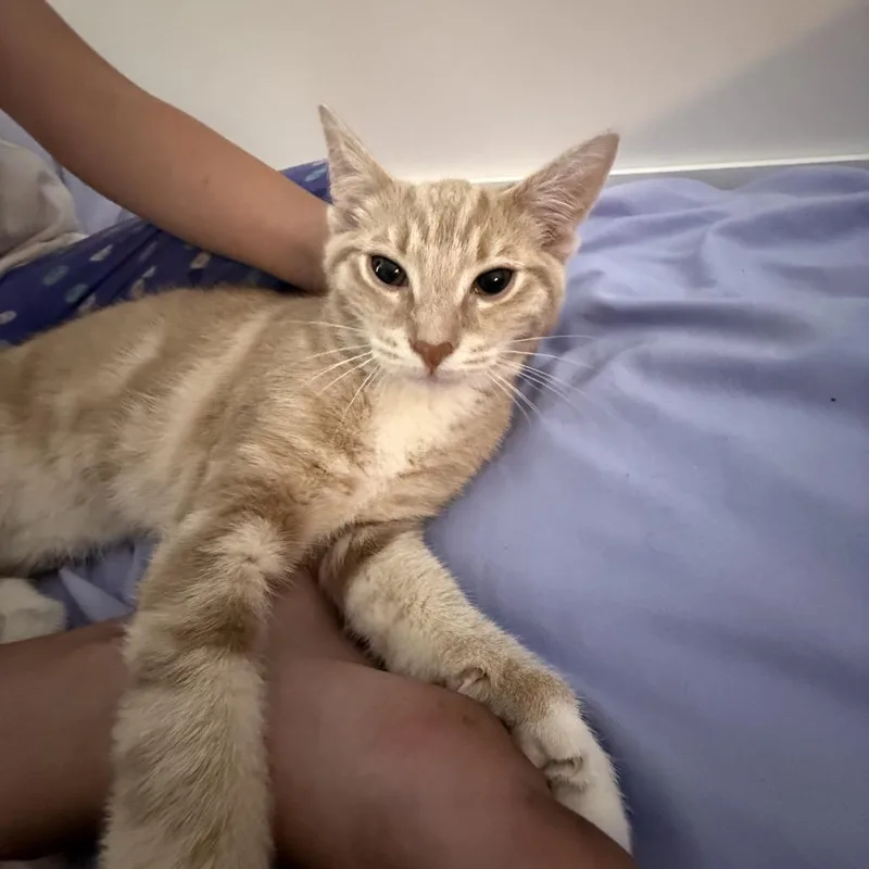 A baby small-sized male Buff / Tan / Fawn Domestic Short Hair cat named Teddy for adoption in Fredericksburg, VA