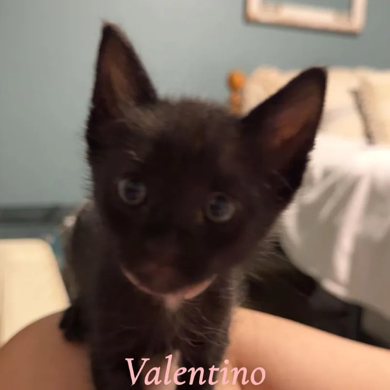A baby small-sized male Black American Shorthair cat named Valentino for adoption in Waggaman, LA