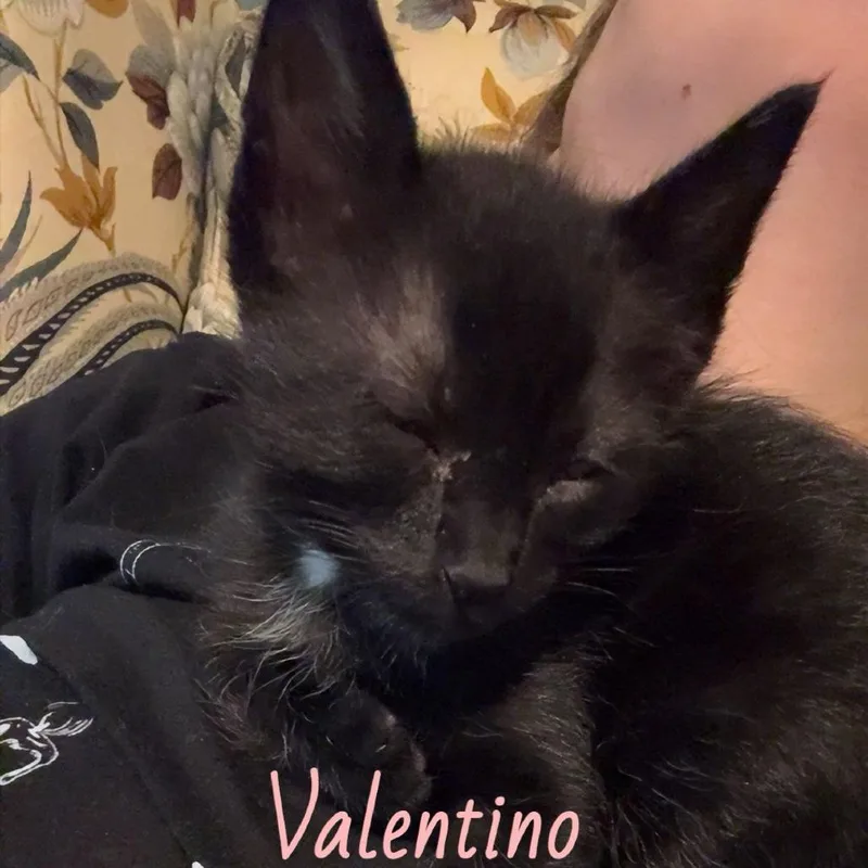 Valentino thumbnail 2