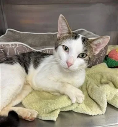 A young medium-sized male Domestic Short Hair cat named Ollie for adoption in Naples, FL
