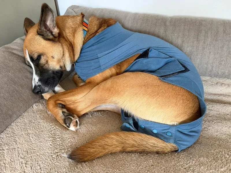 A young large-sized female Apricot / Beige Shepherd dog named Nala for adoption in Columbus, OH